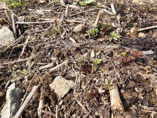 홍천산채농원님의 자유주제 · 자유게시판 작성글 사진