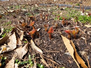 홍천산채농원님의 자유주제 · 자유게시판 작성글 사진