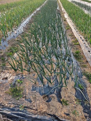 밭메는 여우님의 2025 풍년들게 하소서! · 참여글 작성글 사진