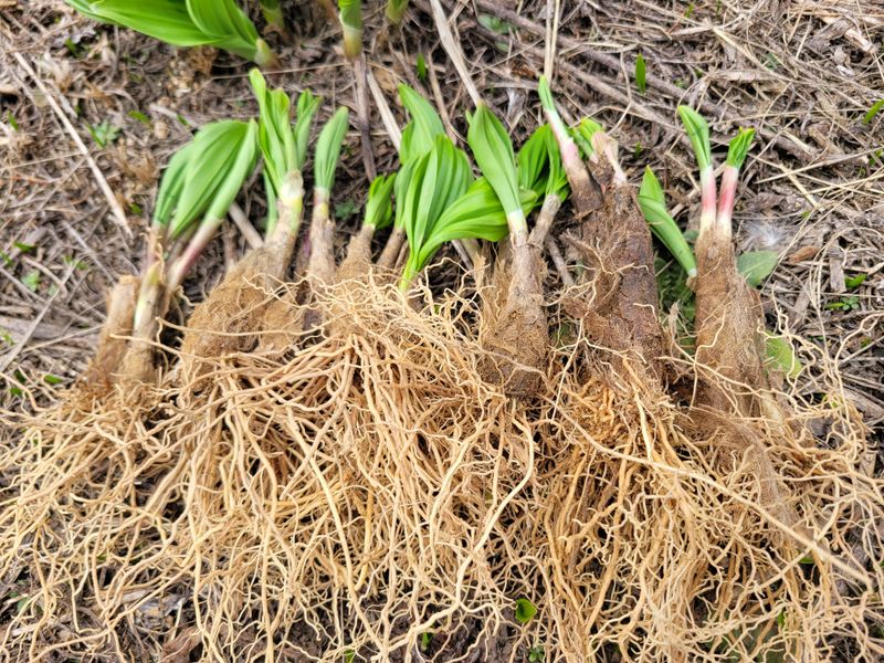 이은정님의 장터 판매 상품 [명이모종 울릉도종 명이나물 5년생부터 10년생] 첨부 사진