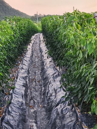 정연순님의 2025 풍년들게 하소서! · 참여글 작성글 사진