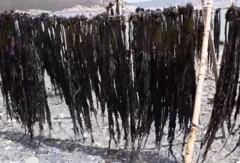 김진국님의 장터 판매 상품 [완도 자연산 산모용 꼭지미역 300g] 첨부 사진