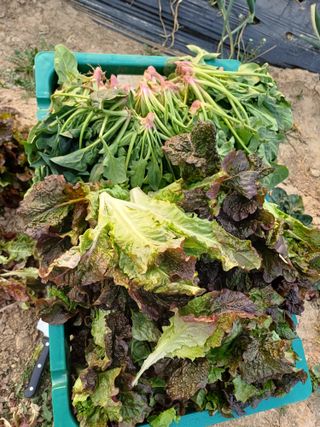 유영옥님의 자유주제 · 자유게시판 작성글 사진