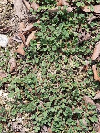 잡초는끝없다.님의 자유주제 · 자유게시판 작성글 사진