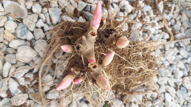 김정원님의 장터 판매 상품 [올해 꽃 피는 핑크 겹작약 사라베르나르 부케 작약 구근 ] 첨부 사진