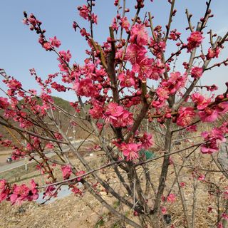 정연섭님의 자유주제 · 자유게시판 작성글 사진