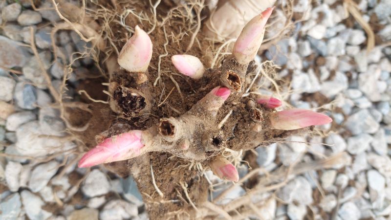 김정원님의 장터 판매 상품 [올해 꽃 피는 핑크 겹작약 사라베르나르 부케 작약 구근 ] 첨부 사진