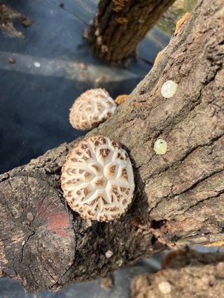 한밭농원님의 자유주제 · 자유게시판 작성글 사진