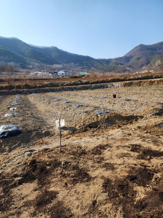 최병정 님의 2025 풍년들게 하소서! · 참여글 작성글 사진