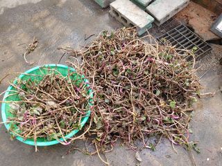 이현상홍길동건강즙님의 자유주제 · 자유게시판 작성글 사진