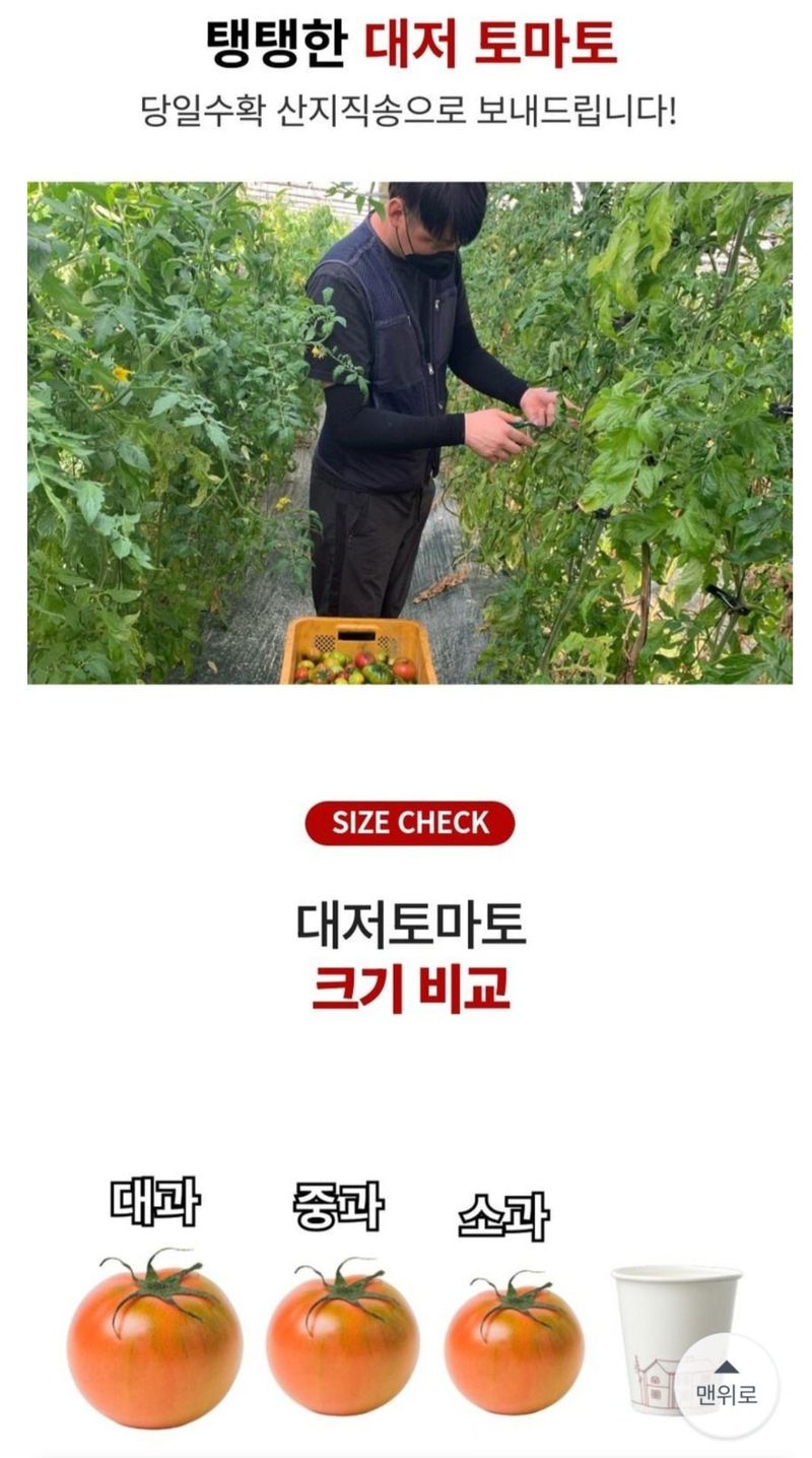 정길영님의 장터 판매 상품 [대저 토마토 2.5kg] 첨부 사진