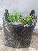 팜모닝 2025 풍년들게 하소서!·참여글 게시글 이미지