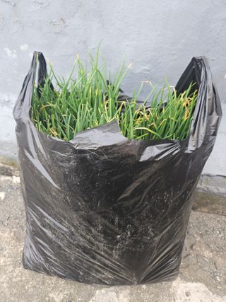 황강섭(낭산선인)님의 2025 풍년들게 하소서! · 참여글 작성글 사진