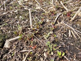 홍천산채농원님의 자유주제 · 자유게시판 작성글 사진