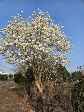 제주 지안이네농장님의 자유주제 · 자유게시판 작성글 사진