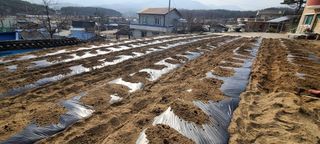 변은심님의 2025 풍년들게 하소서! · 참여글 작성글 사진