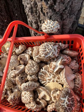 한밭농원님의 자유주제 · 자유게시판 작성글 사진