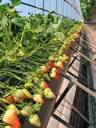 이대로님의 2025 풍년들게 하소서! · 참여글 작성글 사진