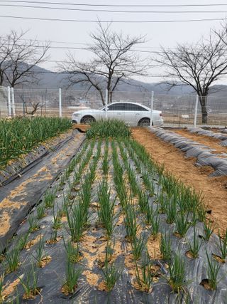 온바위님의 마늘 웃거름 주셨나요? · 참여글 작성글 사진