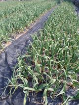 팜모닝 마늘 웃거름 주셨나요?·참여글 게시글 이미지