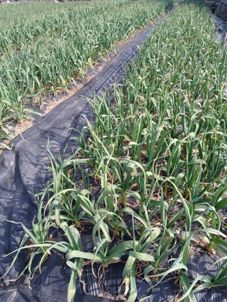 손인순님의 마늘 웃거름 주셨나요? · 참여글 작성글 사진