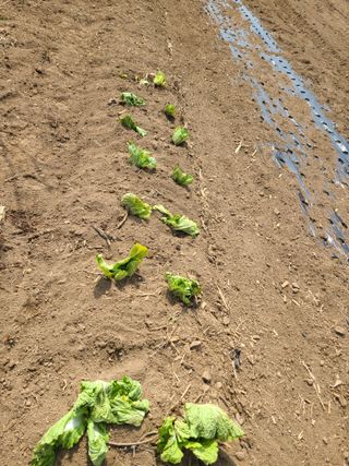 이박농장님의 자유주제 · 자유게시판 작성글 사진