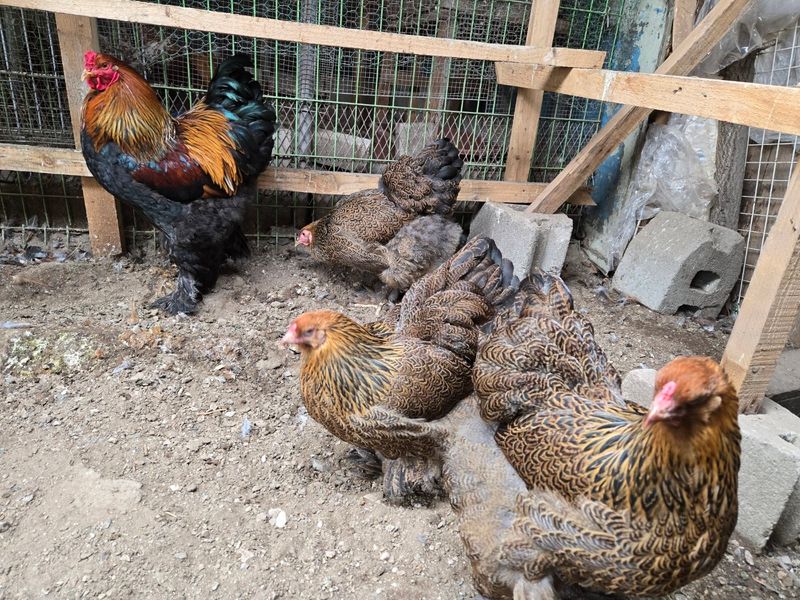 김영복님의 장터 판매 상품 [유정란(부화용)] 첨부 사진