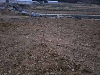 황금농장님의 자유주제 · 자유게시판 작성글 사진