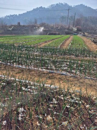 장재갑님의 마늘 웃거름 주셨나요? · 참여글 작성글 사진