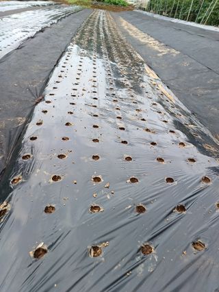 송광호님의 2025 풍년들게 하소서! · 참여글 작성글 사진