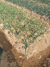 팜모닝 자유주제·자유게시판 게시글 이미지