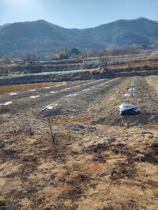 최병정 님의 2025 풍년들게 하소서! · 참여글 작성글 사진