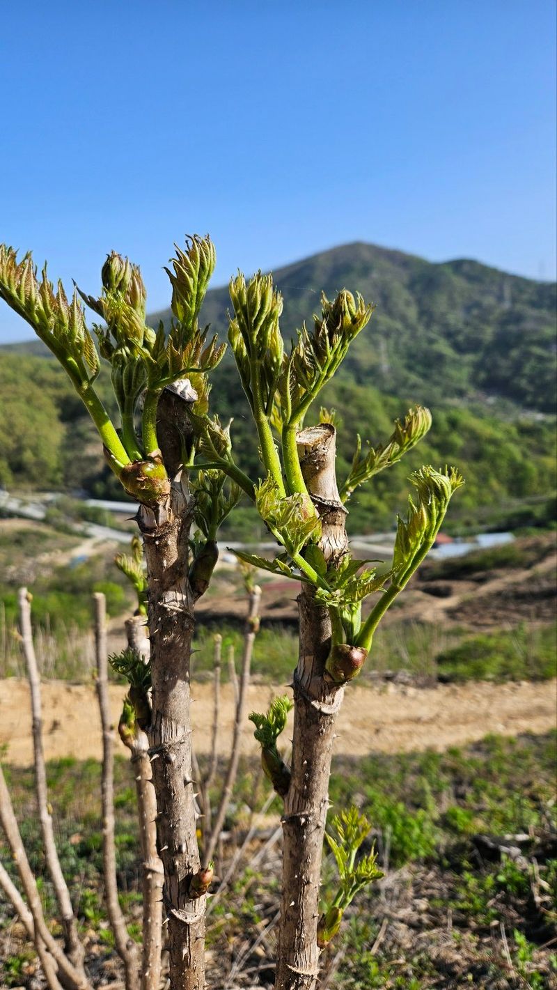 김인숙님의 장터 판매 상품 [상주 참두릅 500g] 첨부 사진