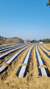 팜모닝 2025 풍년들게 하소서!·참여글 게시글 이미지