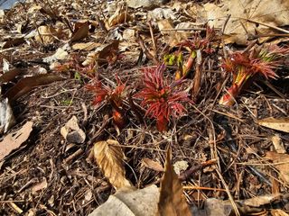 홍천산채농원님의 자유주제 · 자유게시판 작성글 사진