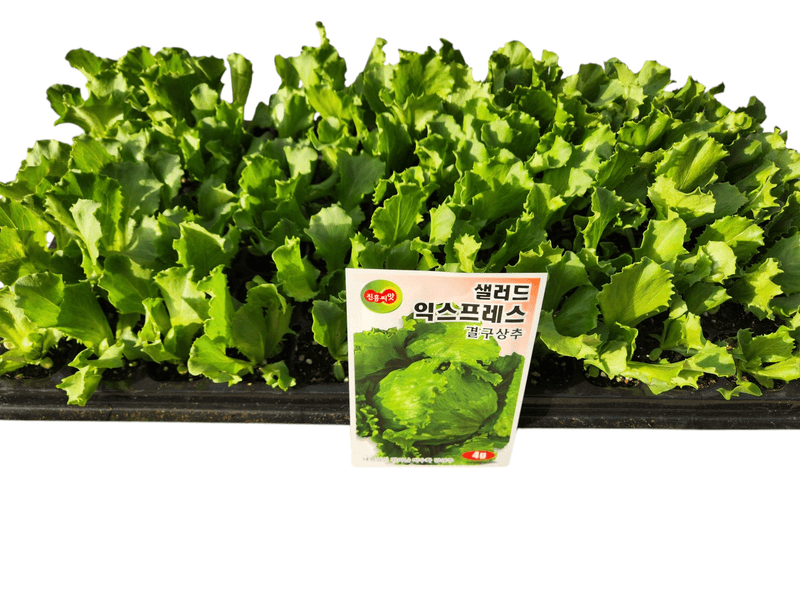 안산제일농약사님의 장터 판매 상품 [양상추모종 70개] 첨부 사진