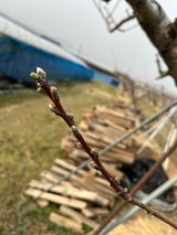 팜모닝 농사, 무엇이든 물어보세요!·참여글 게시글 이미지