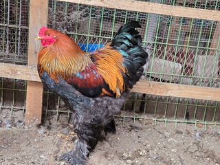 김영복님의 작성글 사진