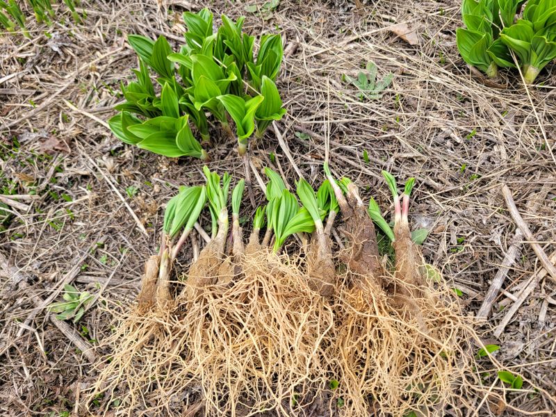 이은정님의 장터 판매 상품 [명이모종 울릉도종 명이나물 5년생부터 10년생] 첨부 사진