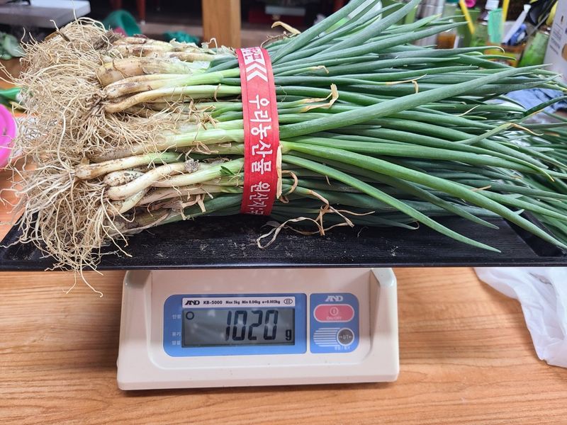 김윤기님의 장터 판매 상품 [무공해 쪽파 깐쪽파 팝니다(5kg.10kg)] 첨부 사진