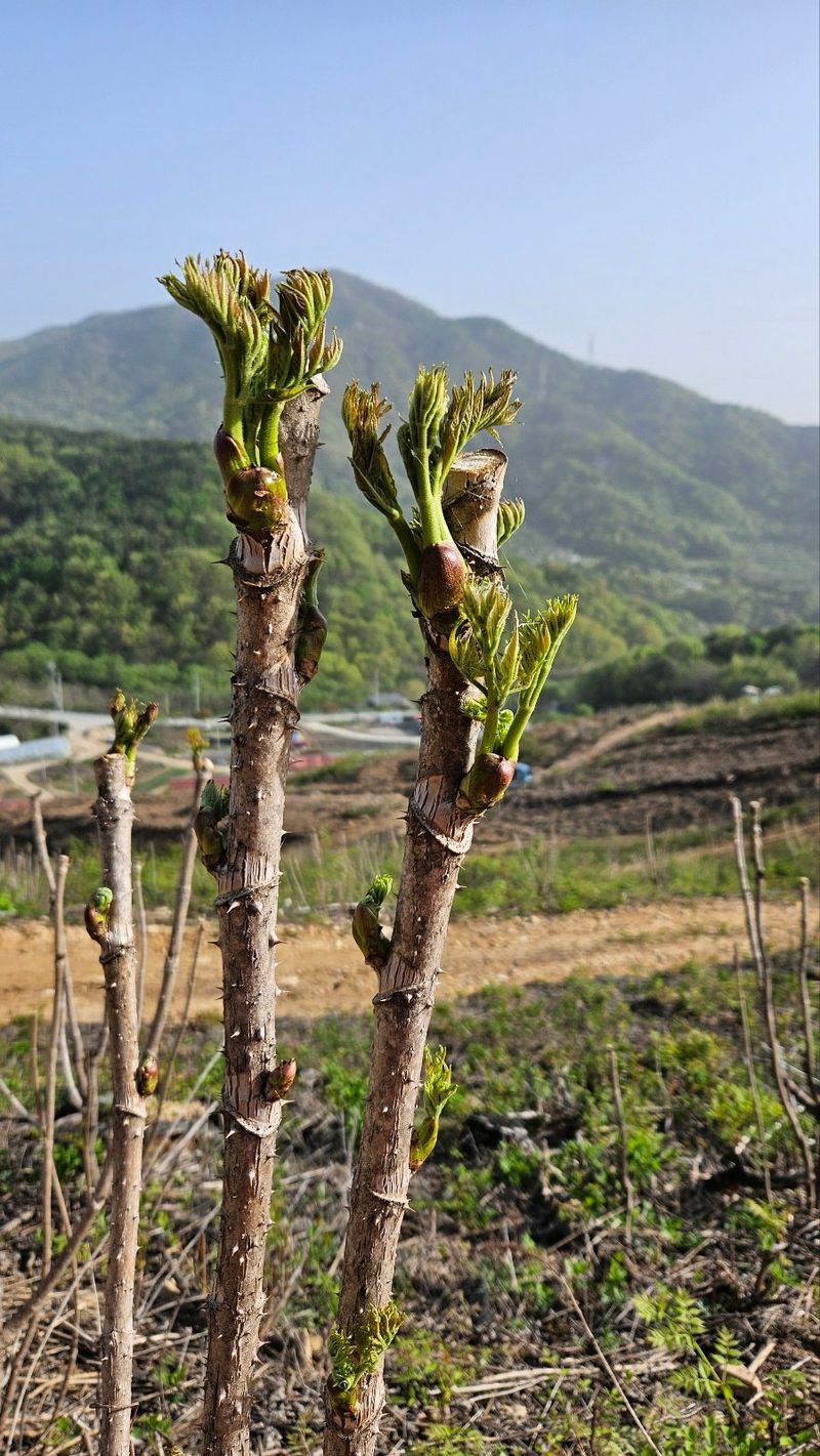 김인숙님의 장터 판매 상품 [상주 참두릅 500g] 첨부 사진