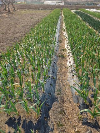 밭메는 여우님의 2025 풍년들게 하소서! · 참여글 작성글 사진