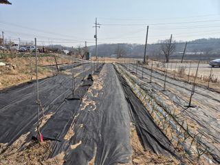 전홍열님의 농사, 무엇이든 물어보세요! · 참여글 작성글 사진