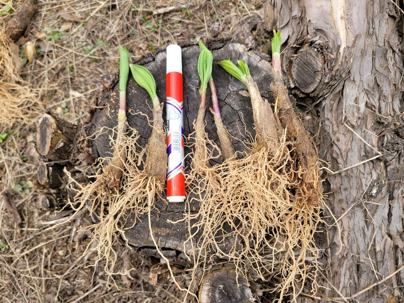 이은정님의 장터 판매 상품 [명이모종 울릉도종 명이나물 5년생부터 10년생] 첨부 사진