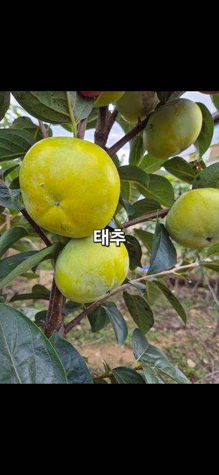 우리농원님의 자유주제 · 자유게시판 작성글 사진