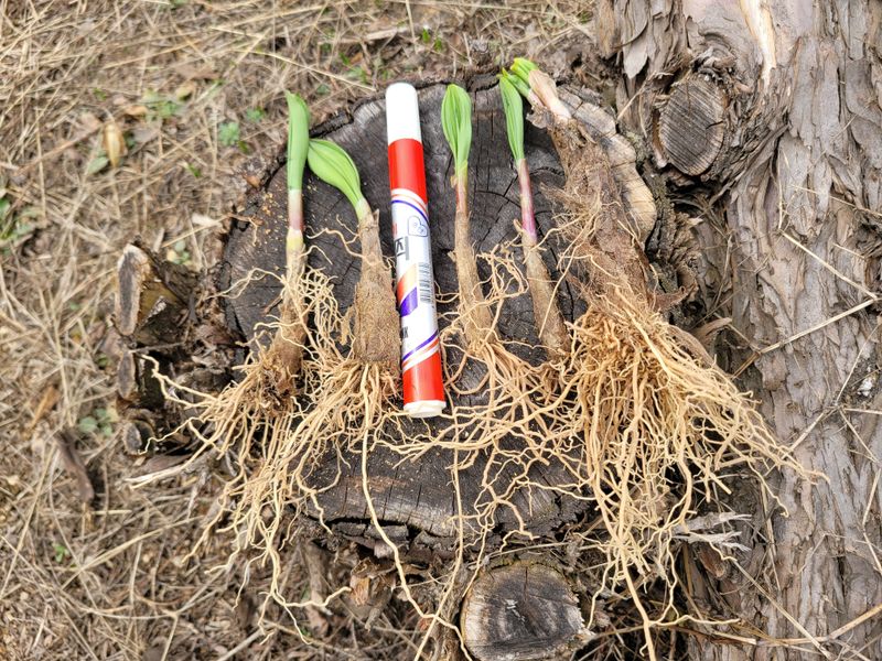 장터 상품 [명이모종 울릉도종 명이나물 5년생부터 10년생] 썸네일