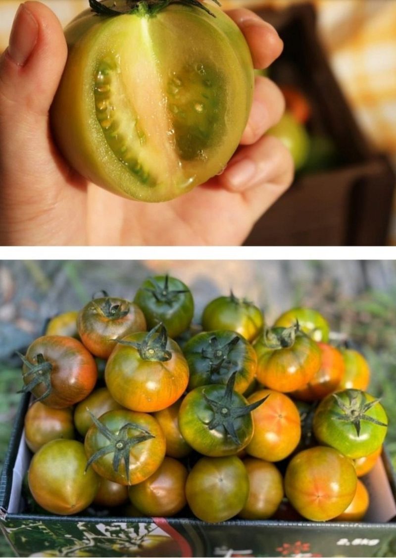 정길영님의 장터 판매 상품 [대저 토마토 2.5kg] 첨부 사진