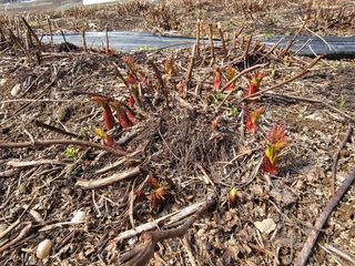 홍천산채농원님의 자유주제 · 자유게시판 작성글 사진