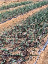 팜모닝 마늘 웃거름 주셨나요?·참여글 게시글 이미지