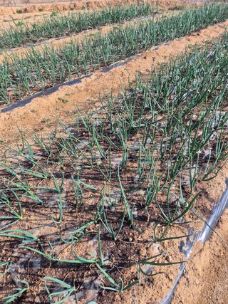 장재갑님의 마늘 웃거름 주셨나요? · 참여글 작성글 사진